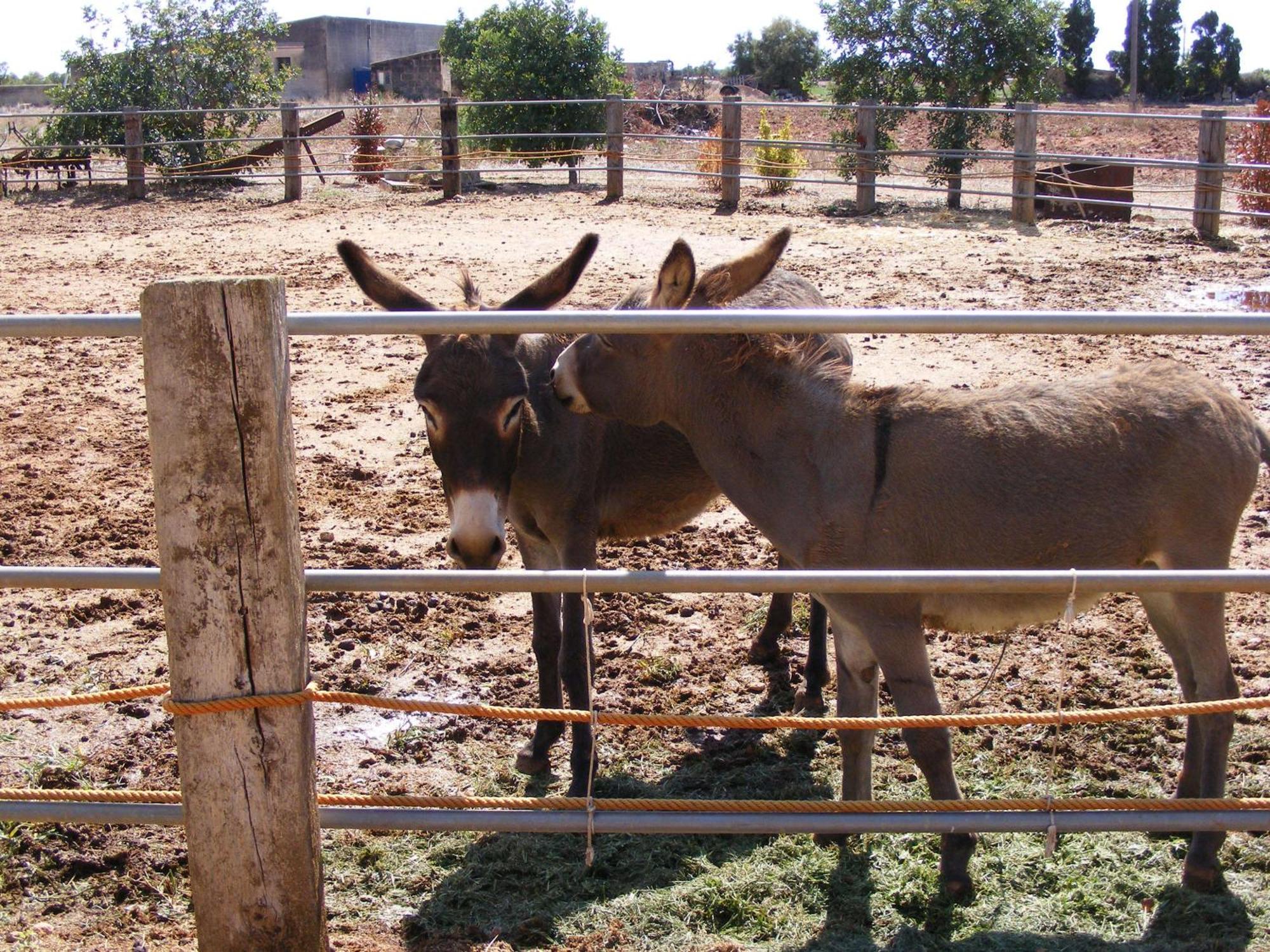Agroturismo Finca Sant Blai Campos  Esterno foto