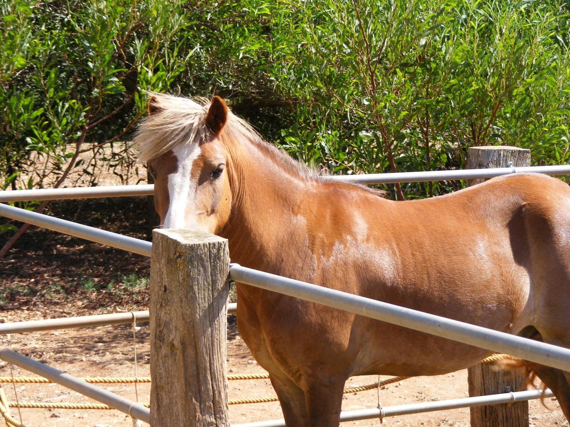 Agroturismo Finca Sant Blai Campos  Esterno foto