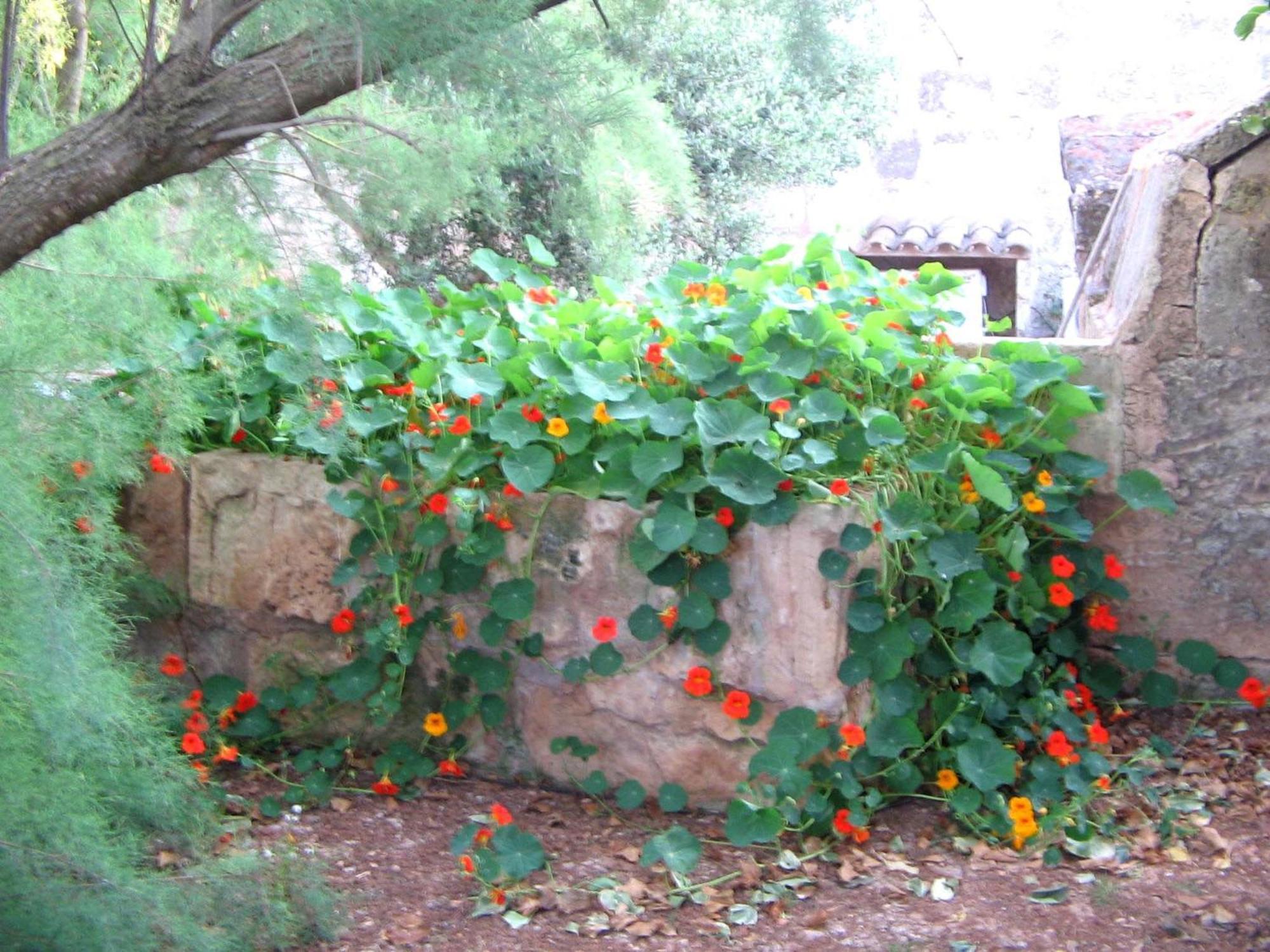 Agroturismo Finca Sant Blai Campos  Esterno foto