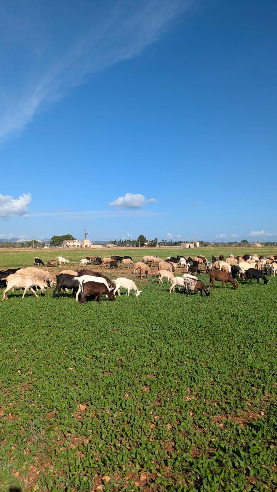 Agroturismo Finca Sant Blai Campos  Esterno foto