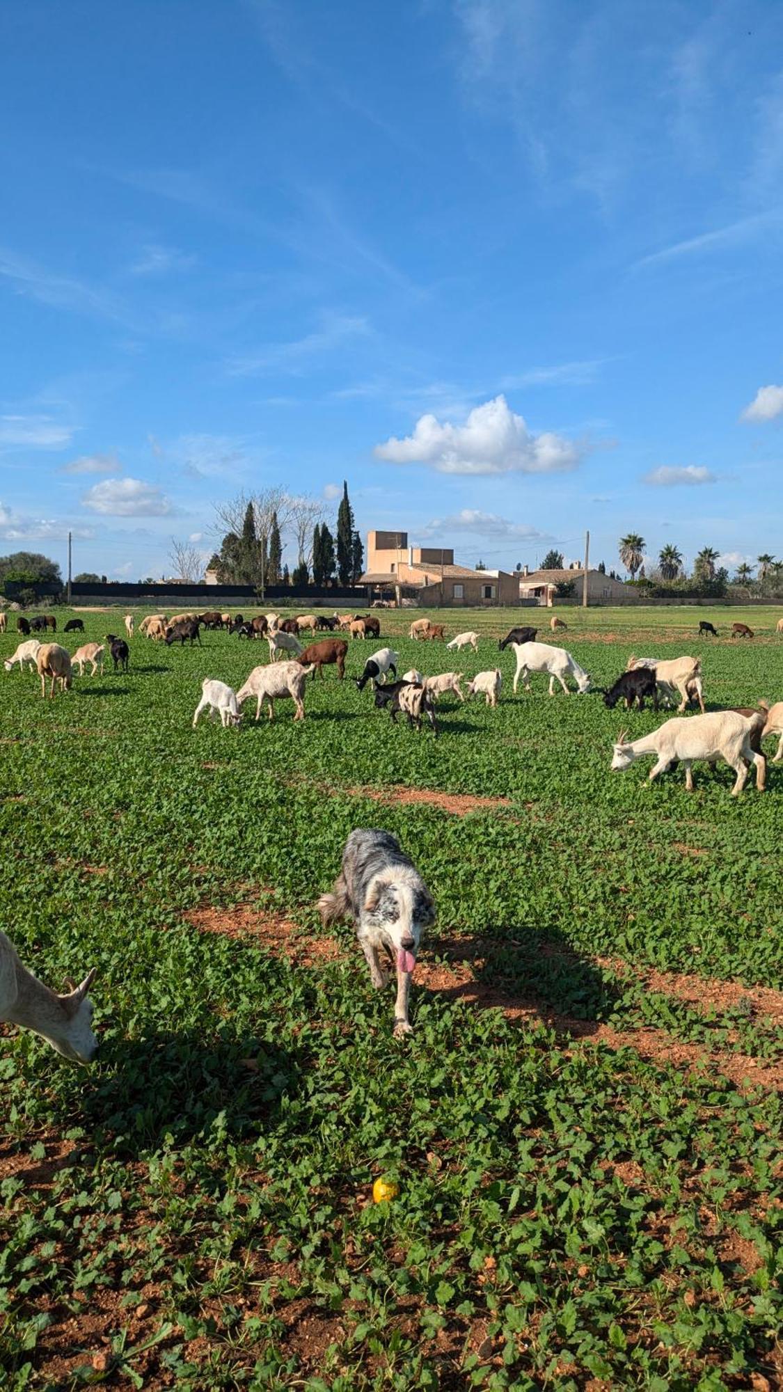 Agroturismo Finca Sant Blai Campos  Esterno foto