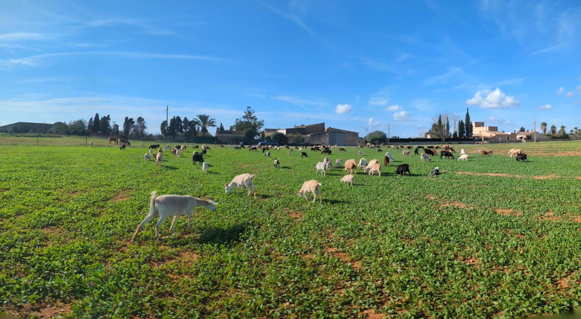 Agroturismo Finca Sant Blai Campos  Esterno foto