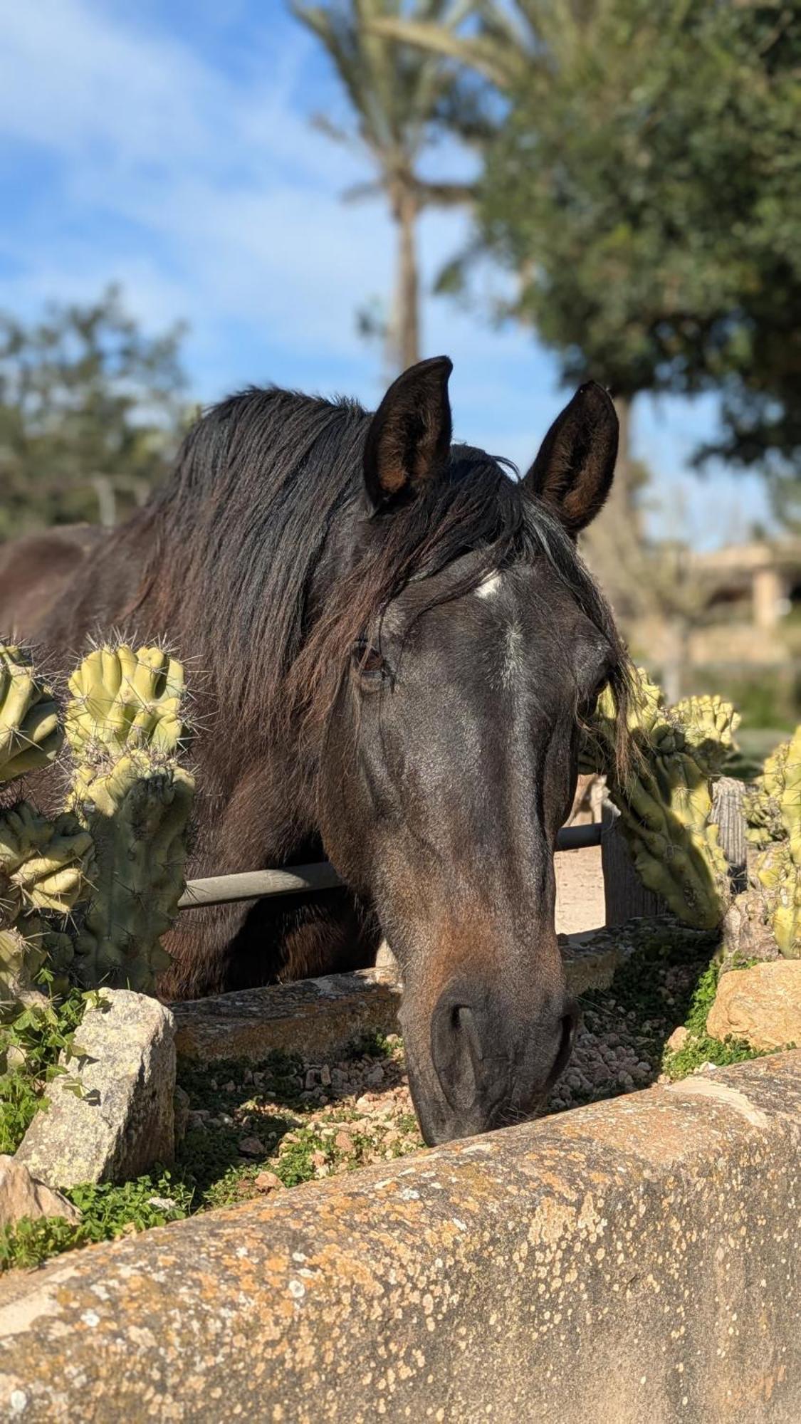 Agroturismo Finca Sant Blai Campos  Esterno foto